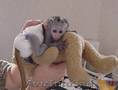 Maimuțe inteligente capucin pentru adoptarea X-mas     