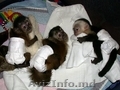 Maimuțe Capucine pentru Adopție